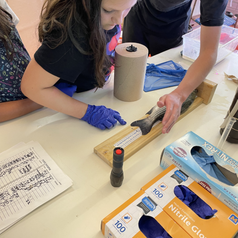 Children measuring a fish