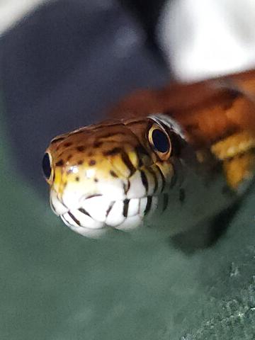 A close-up of a very cute corn snake.