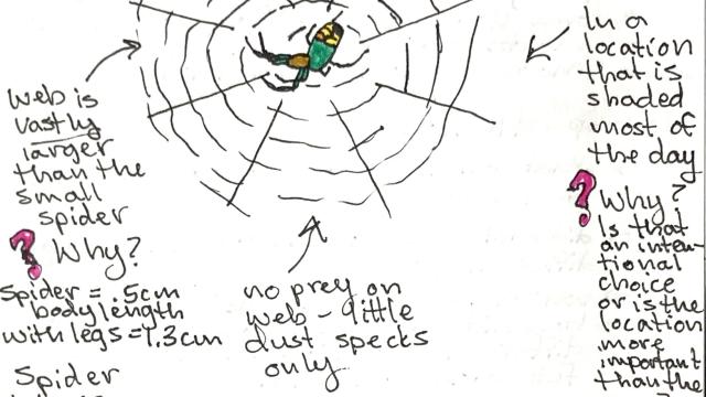 Example of nature journaling about a spider in its web