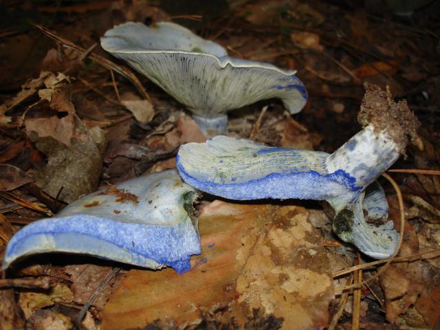 Indigo Milk Mushroom