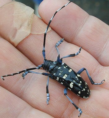 Holding a Longhorn Beetle