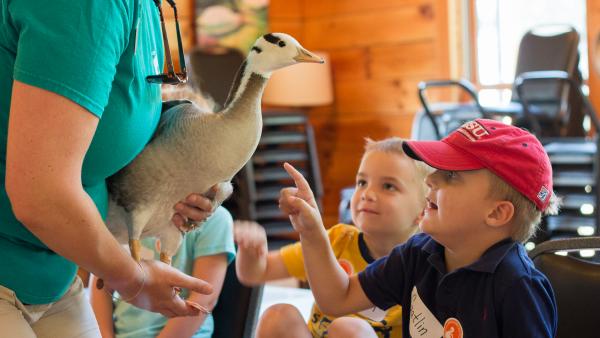 Students meeting a bar-headed goose