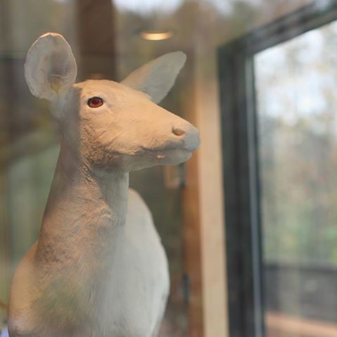 White deer