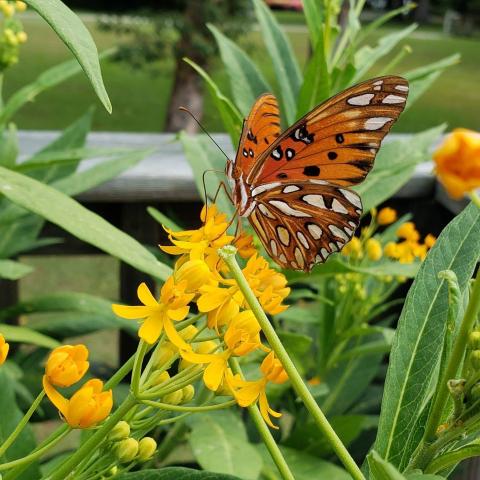 photo of butterfly and flower