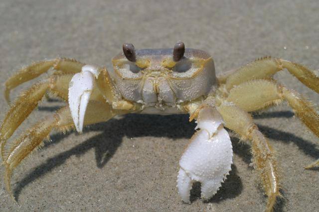 Cute crab on sand