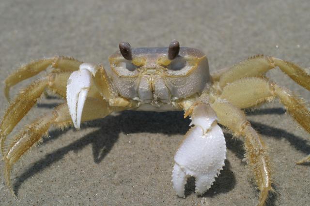Ghost Crab
