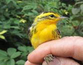 A yellow Blackburnian warbler held in a person's hand