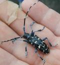 Holding a Longhorn Beetle