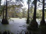 Merchants Millpond State Park