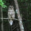 An owl in a tree