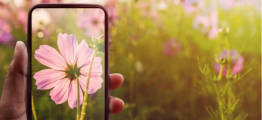 smartphone taking a picture of a flower