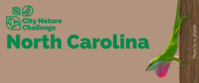 City Nature Challenge: North Carolina