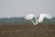 Bird flying over a marsh
