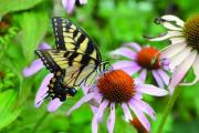 Swallowtail on coneflower