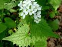 A blooming garlic mustard plant with white flowers