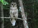 An owl in a tree