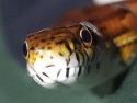 A close-up of a very cute corn snake.