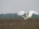 Bird flying over a marsh