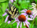 Swallowtail on coneflower