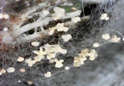fungus on lima bean - Lawson: Concord Lake STEAM: Cabarrus County