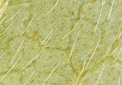 azalea leaf - Mahrle: Bolton Elementary: Forsyth County