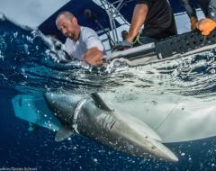 Alex Hearn with a shark